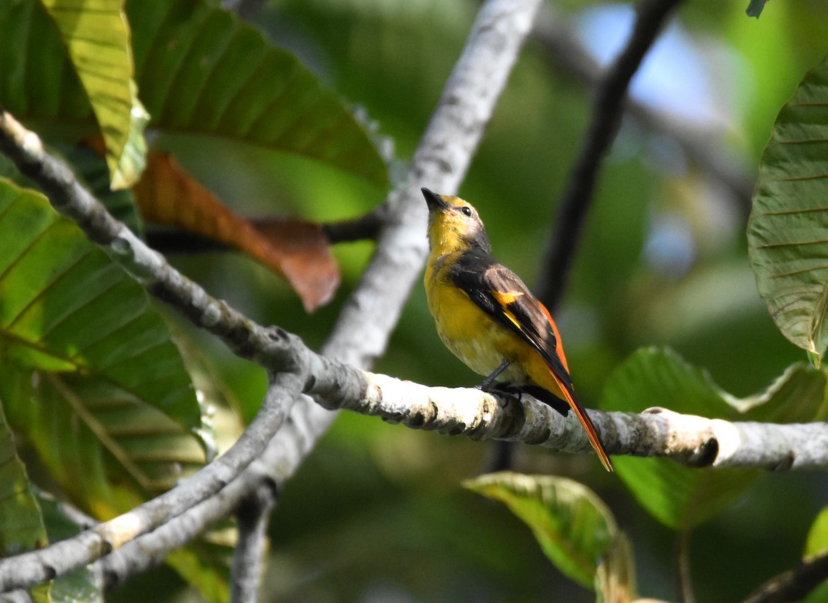 Fiery Minivet - ML643221730