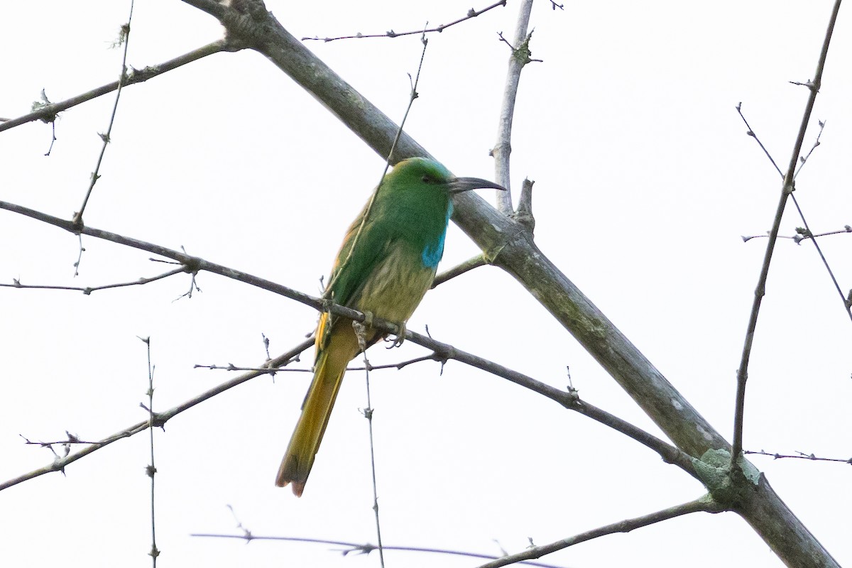 Blue-bearded Bee-eater - ML643221732