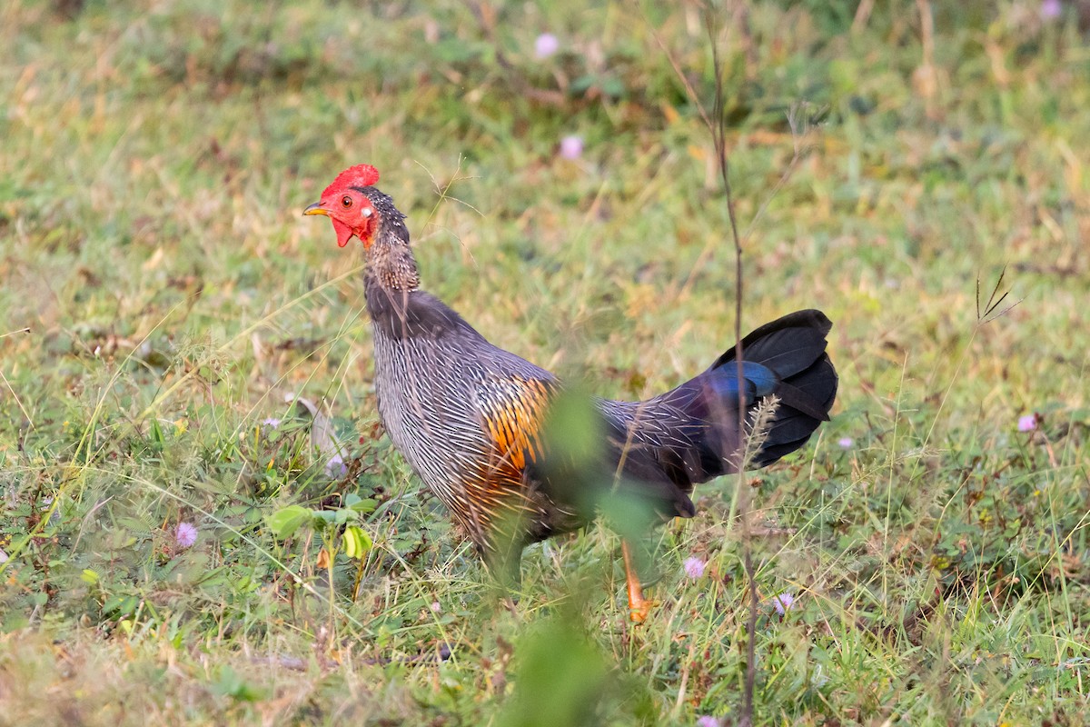 Gray Junglefowl - ML643221734