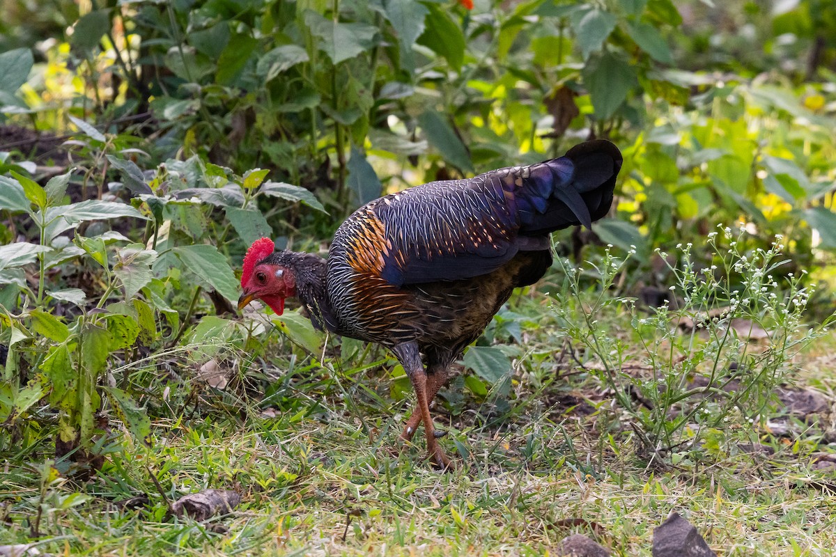 Gray Junglefowl - ML643221735