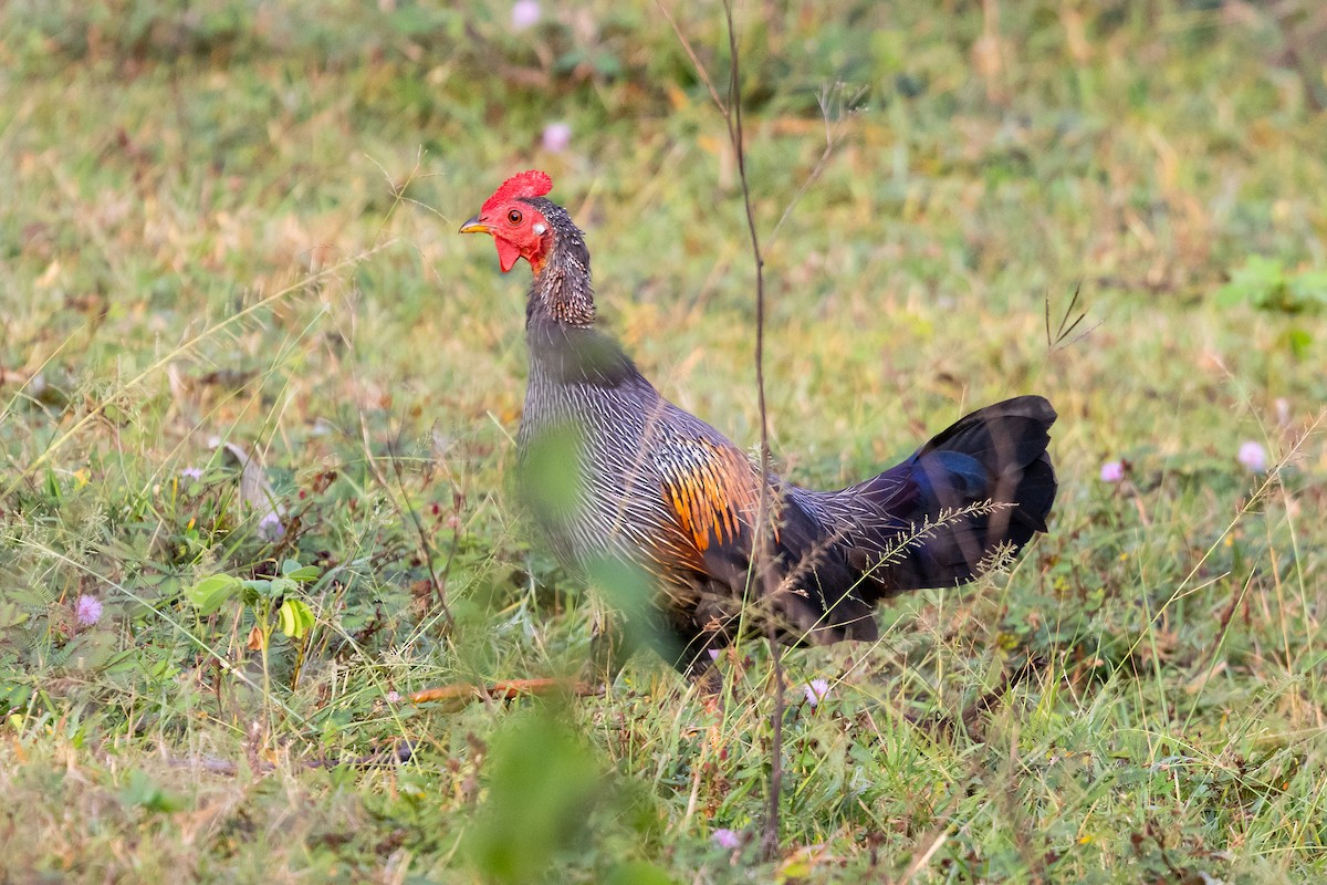Gray Junglefowl - ML643221736