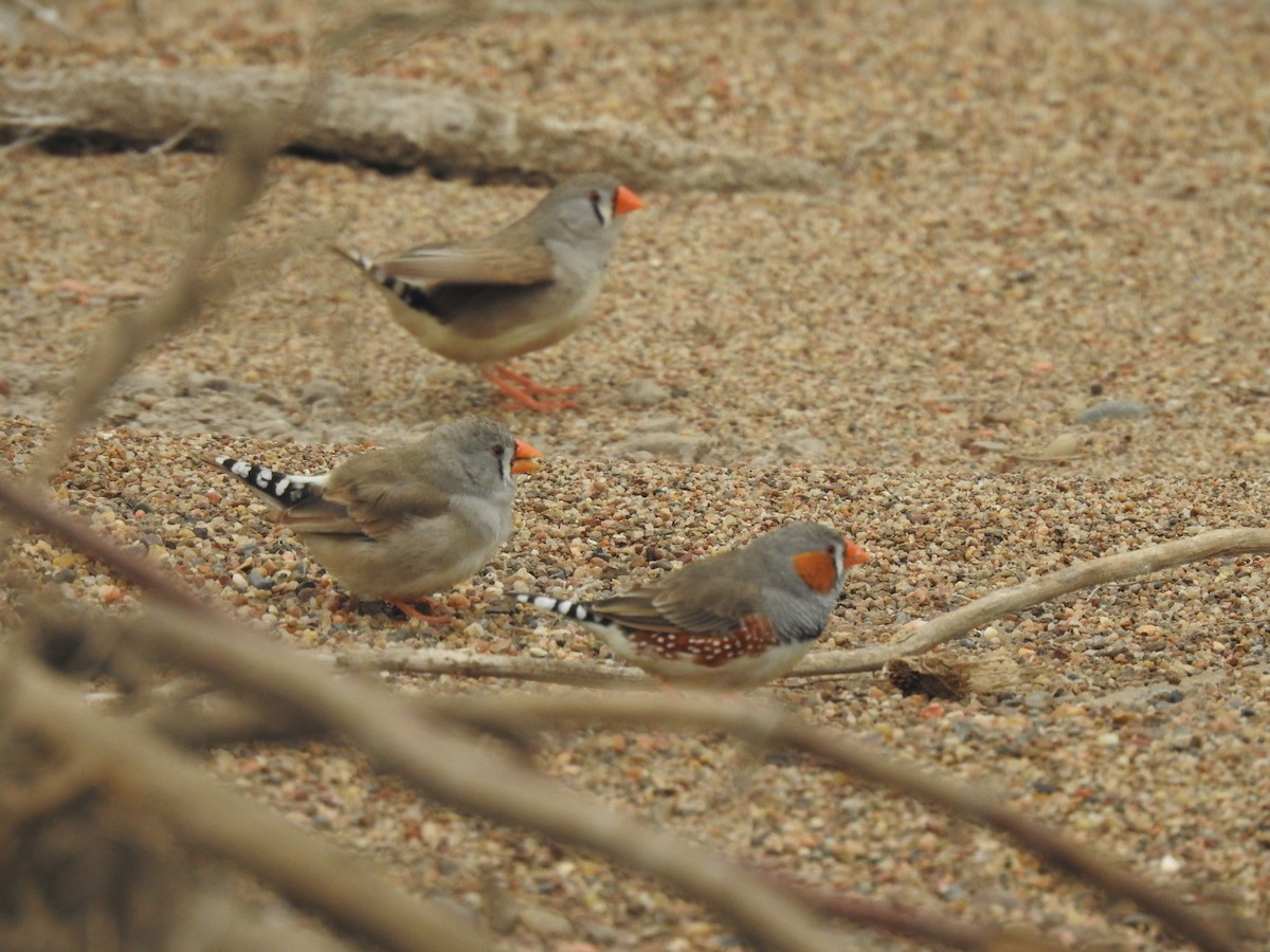 Zebra Finch - ML643221739