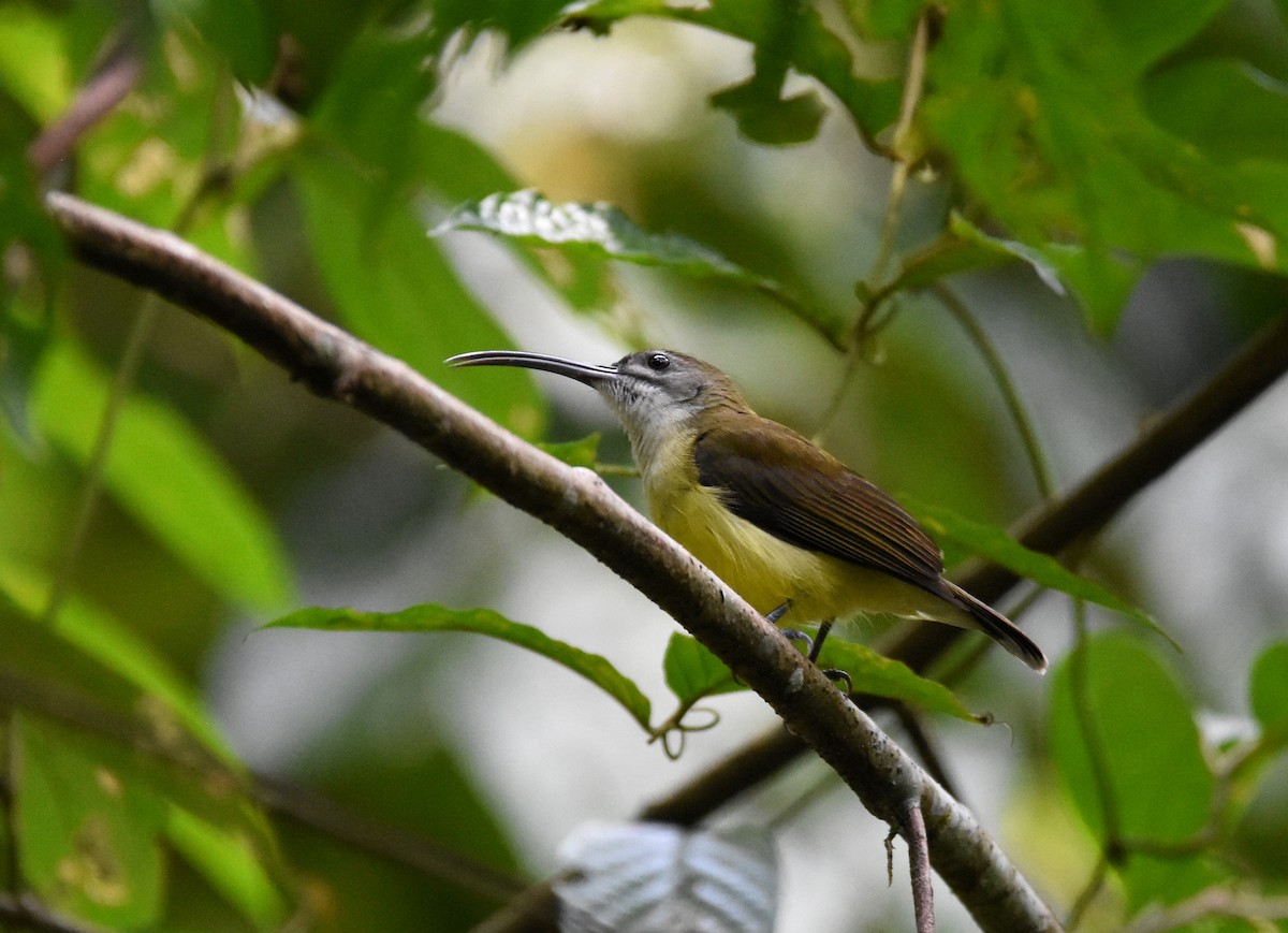 Little Spiderhunter - ML643221740