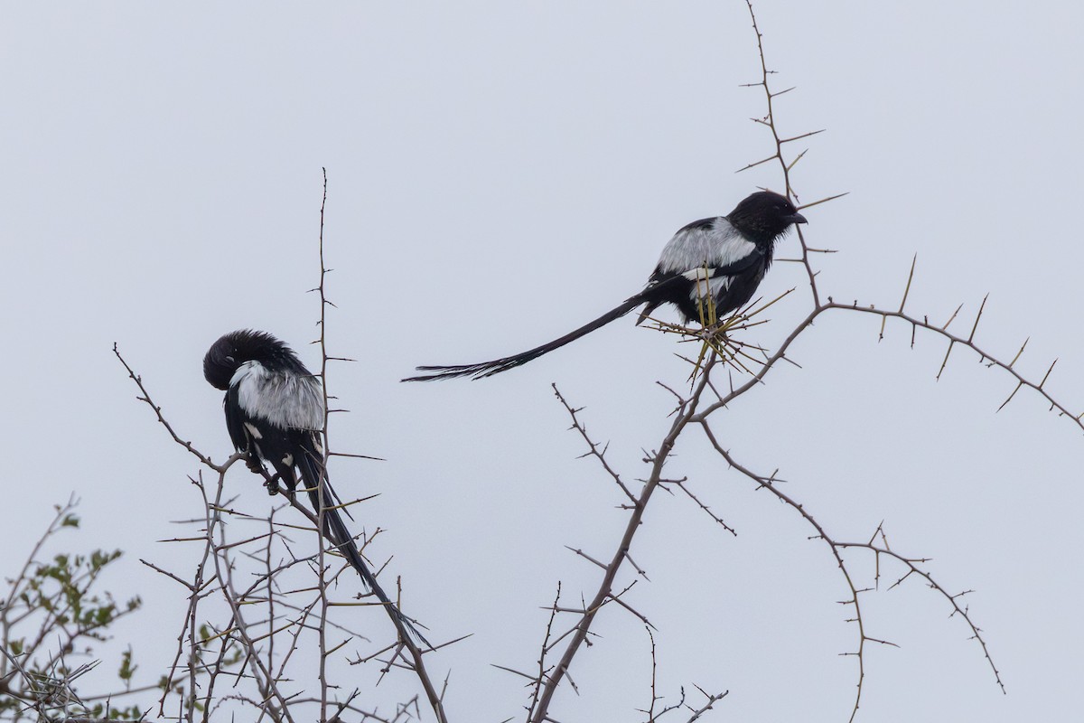 Magpie Shrike - ML643221741