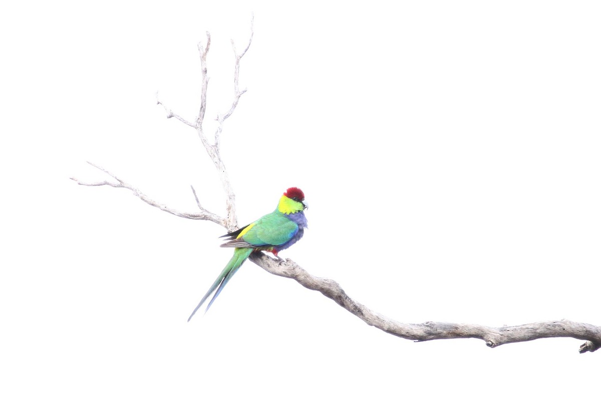 Red-capped Parrot - ML643221747