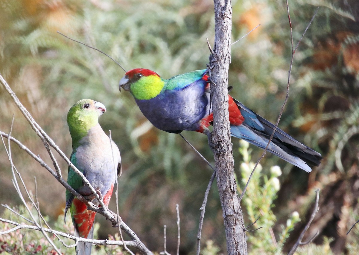 Red-capped Parrot - ML643221748