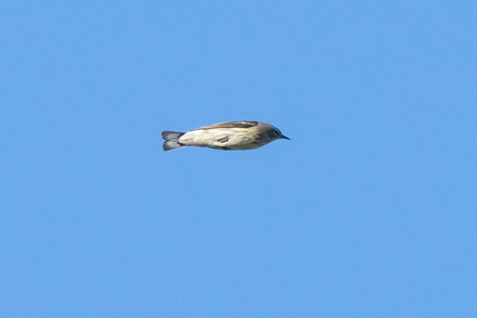 Cape May Warbler - ML643221751