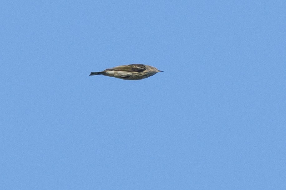 Cape May Warbler - ML643221752