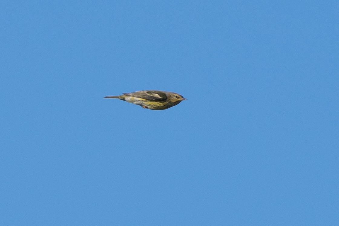 Cape May Warbler - ML643221753