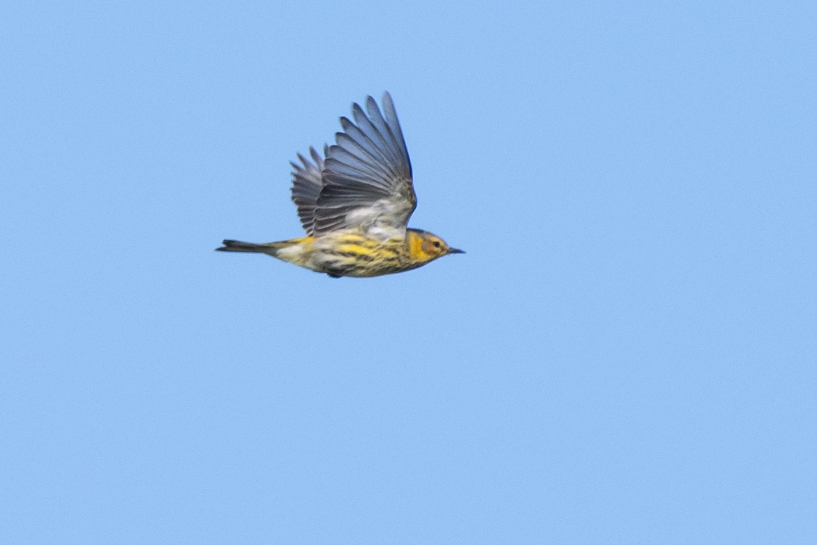 Cape May Warbler - ML643221754
