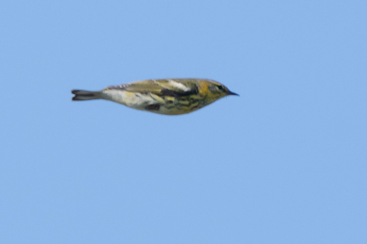 Cape May Warbler - ML643221755