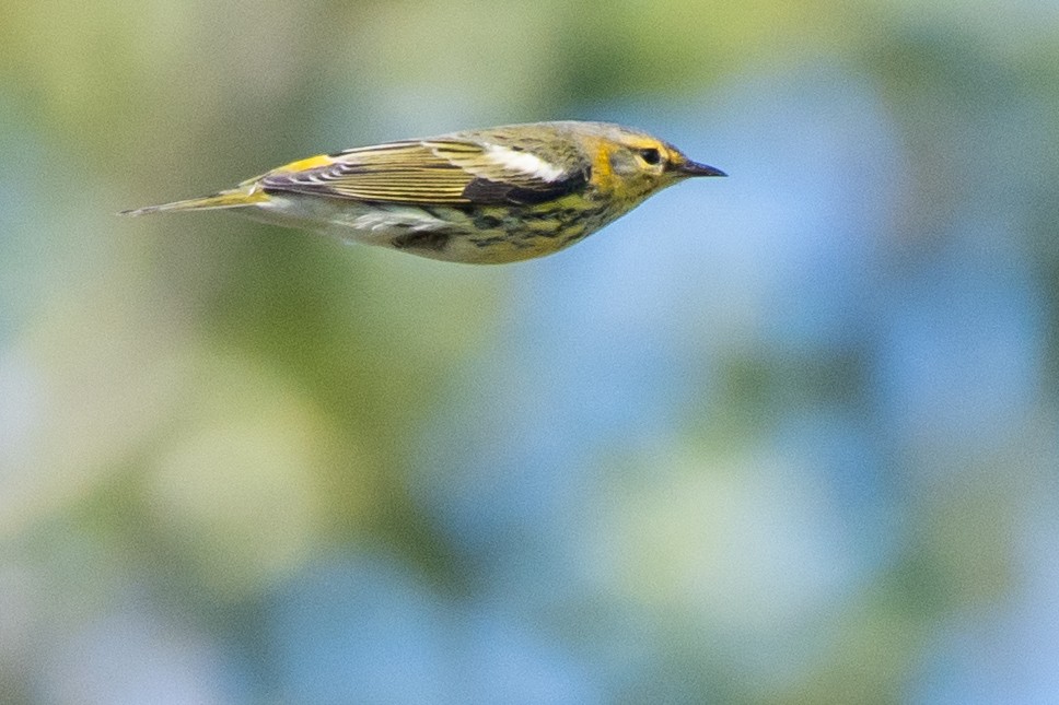 Cape May Warbler - ML643221756