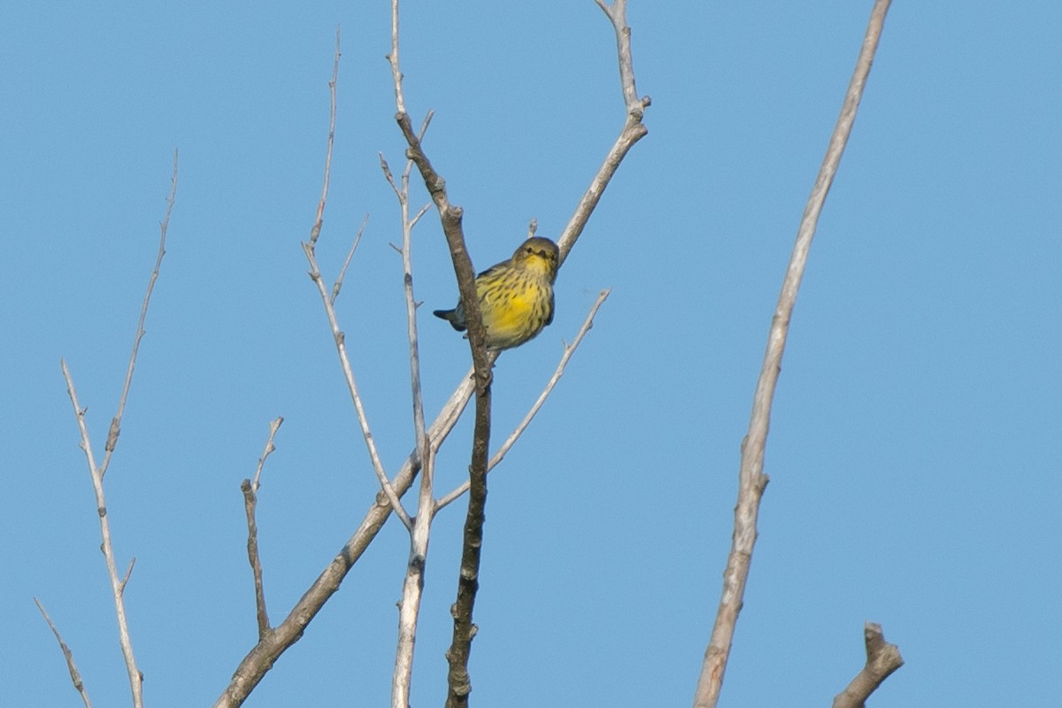 Cape May Warbler - ML643221757