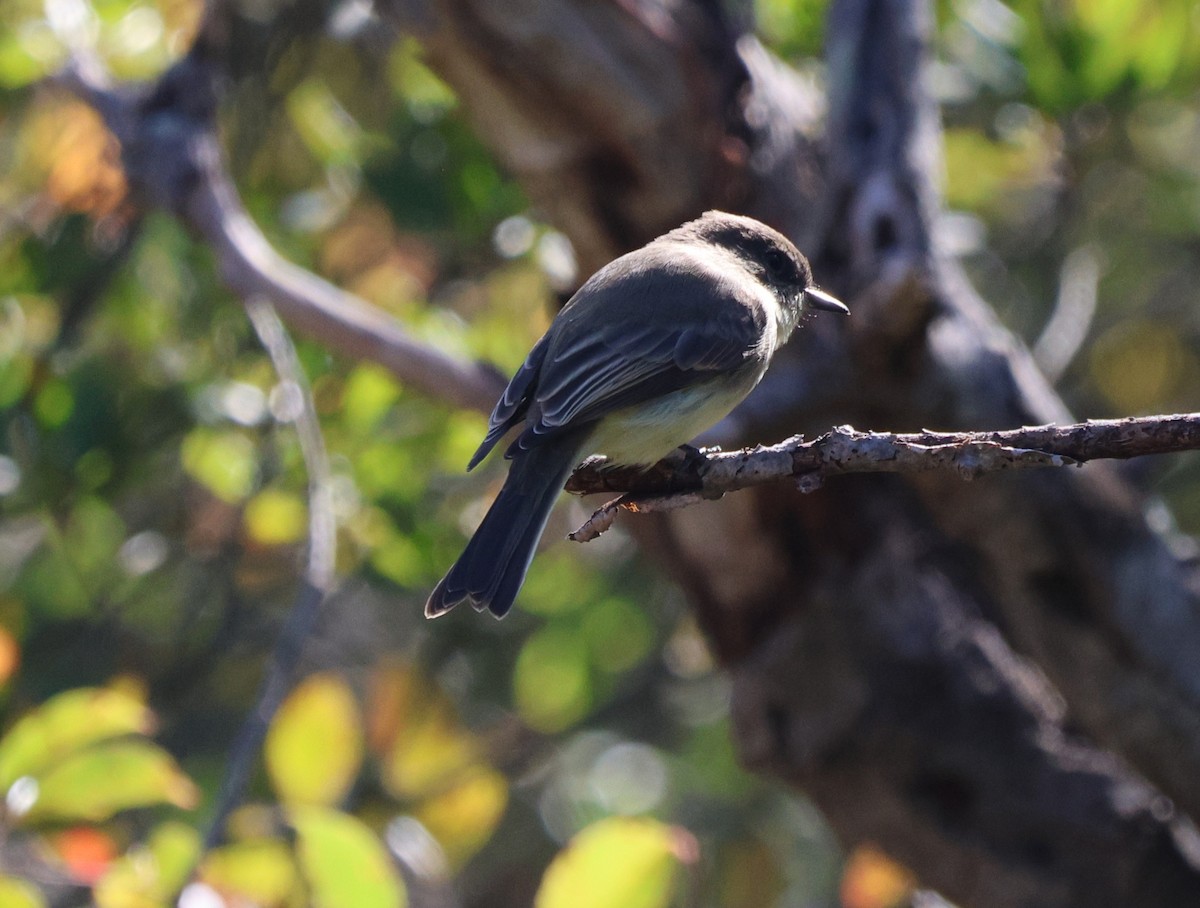 Eastern Phoebe - ML643221758
