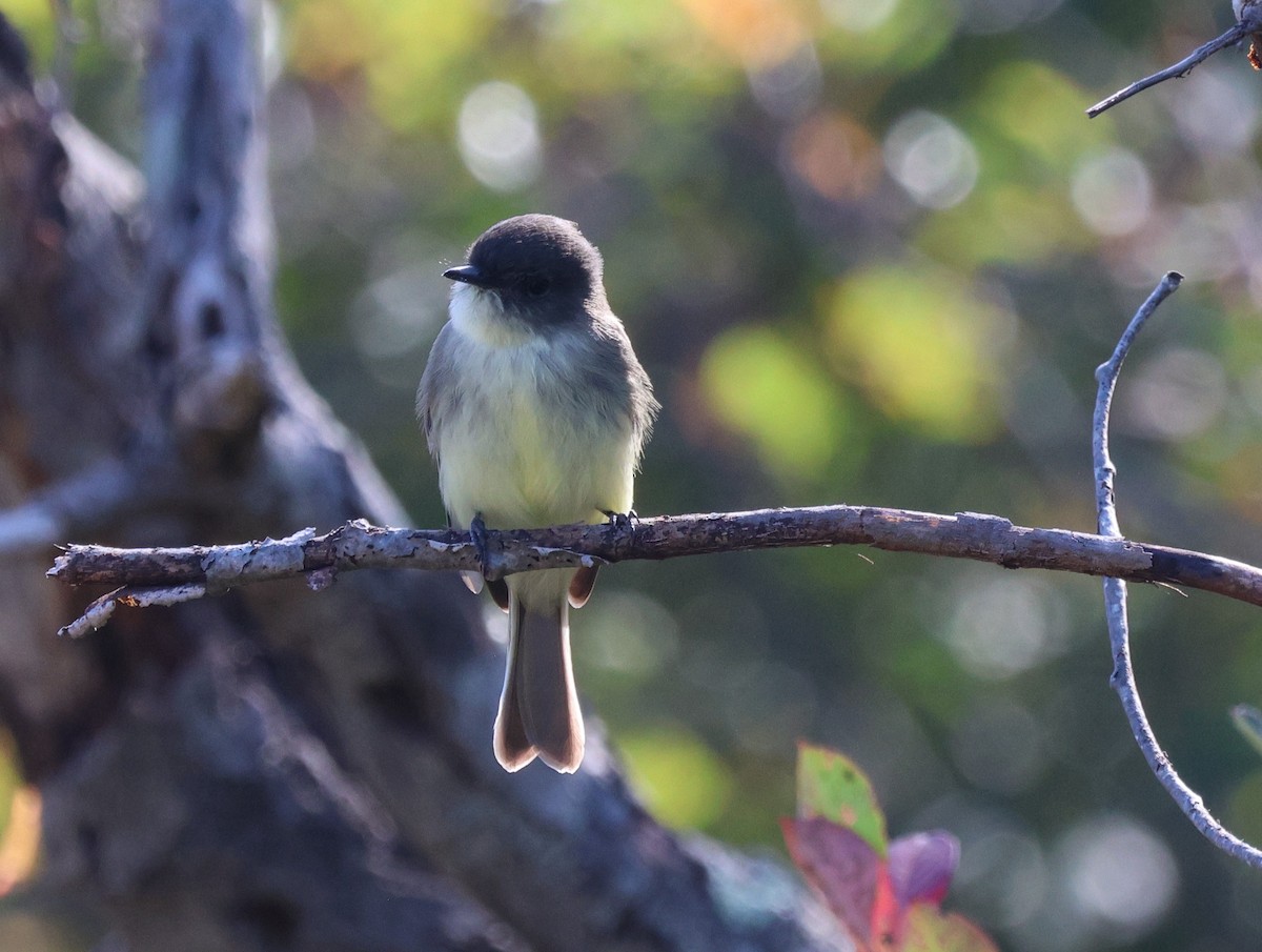 Eastern Phoebe - ML643221760