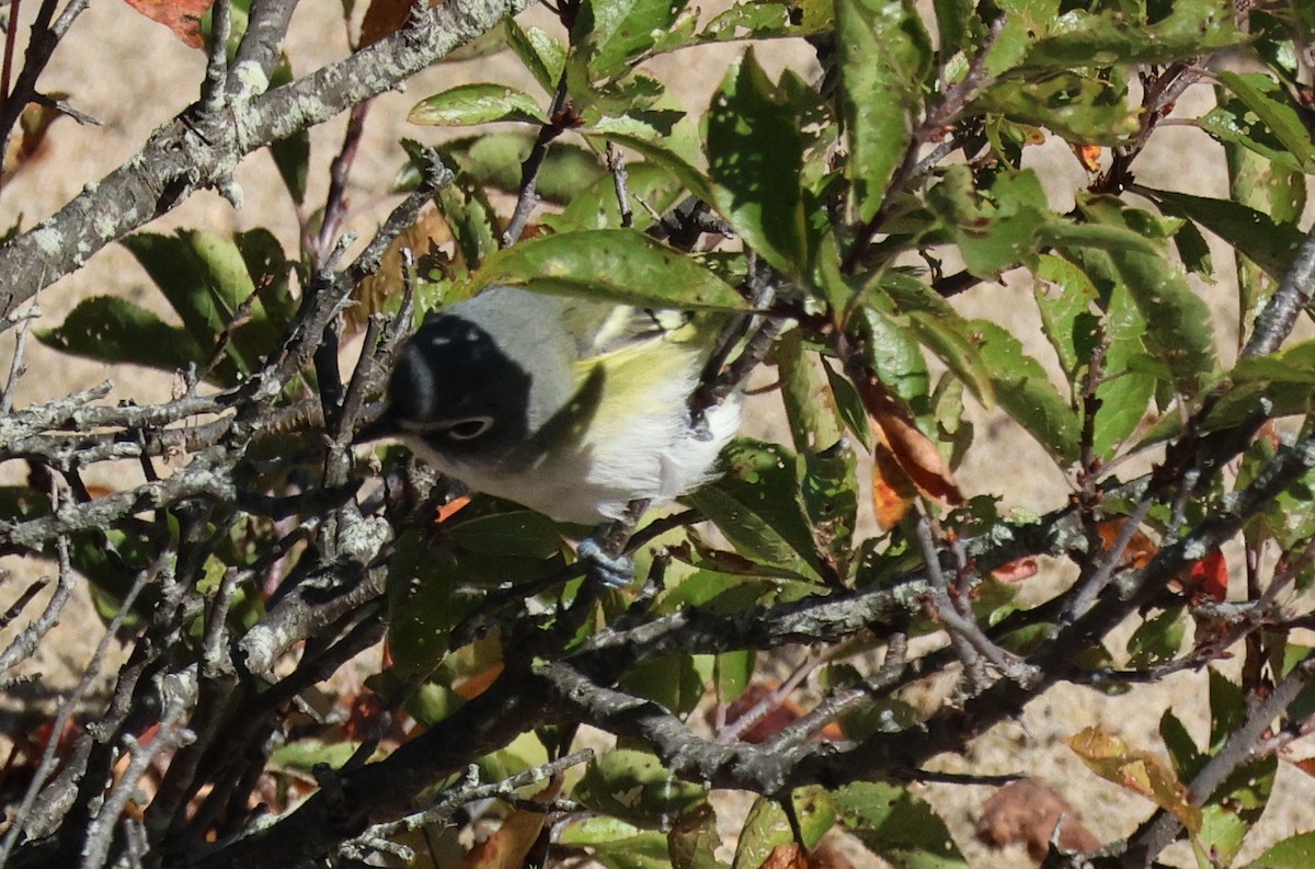 Blue-headed Vireo - ML643221764