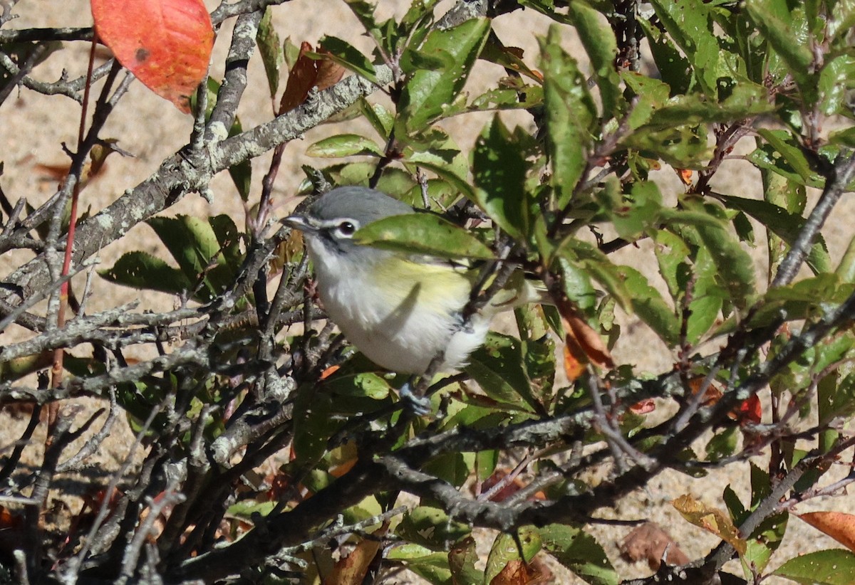 Blue-headed Vireo - ML643221765