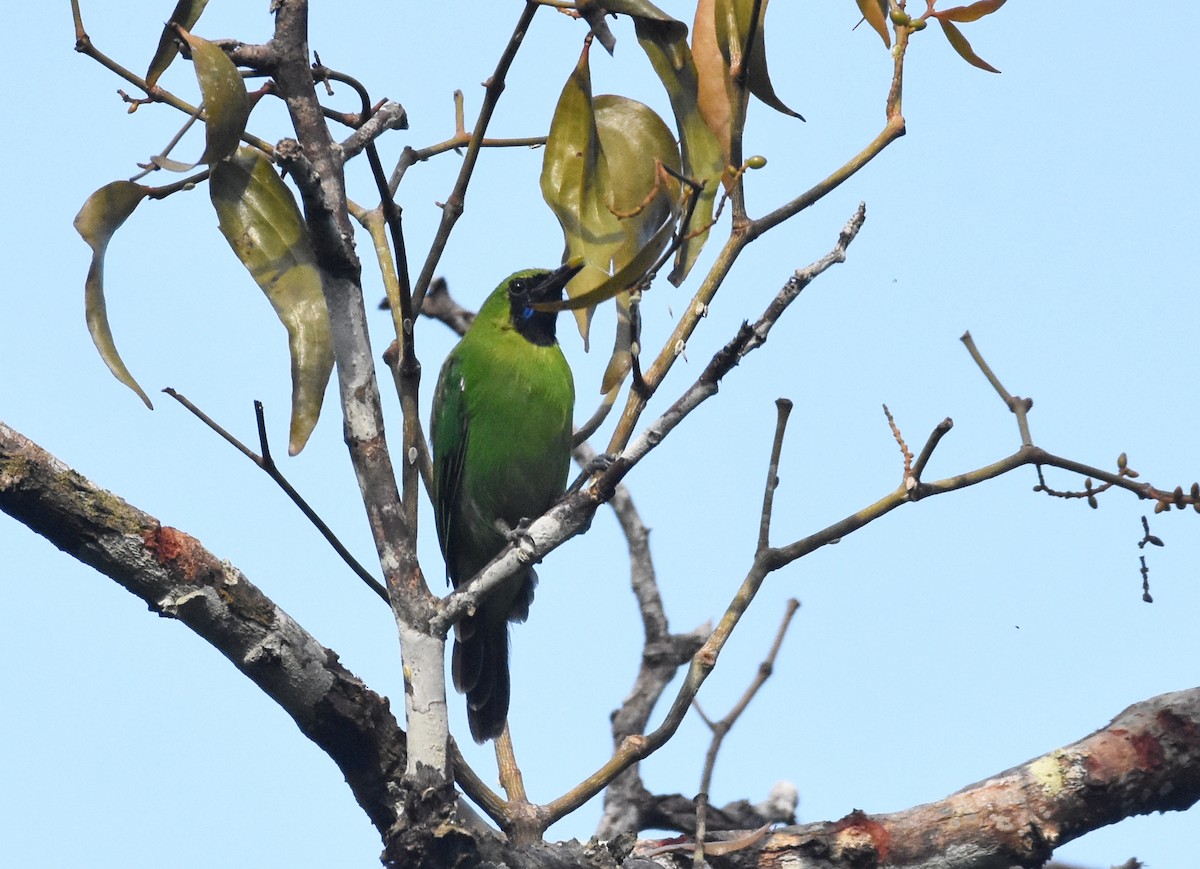 Lesser Green Leafbird - ML643221771