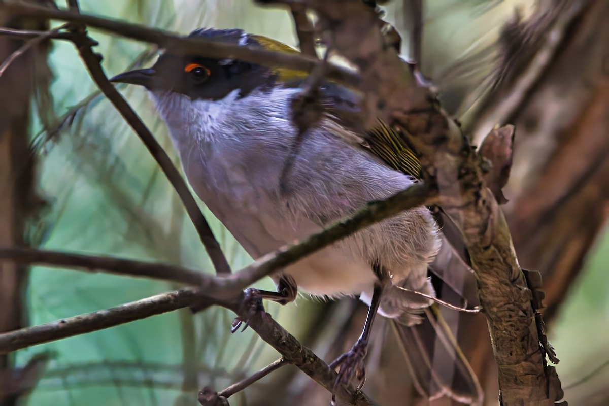 White-naped Honeyeater - ML643221783