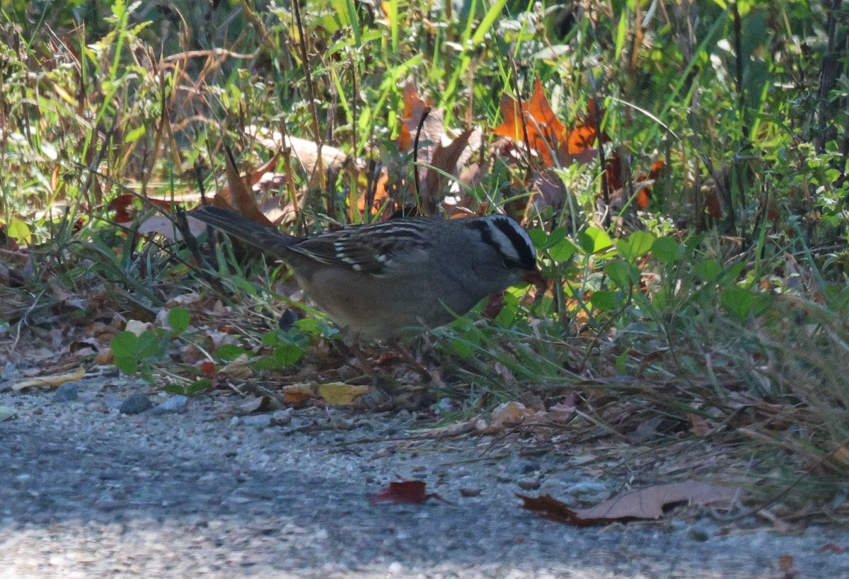 White-crowned Sparrow - ML643221787