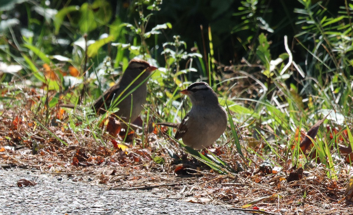 White-crowned Sparrow - ML643221788