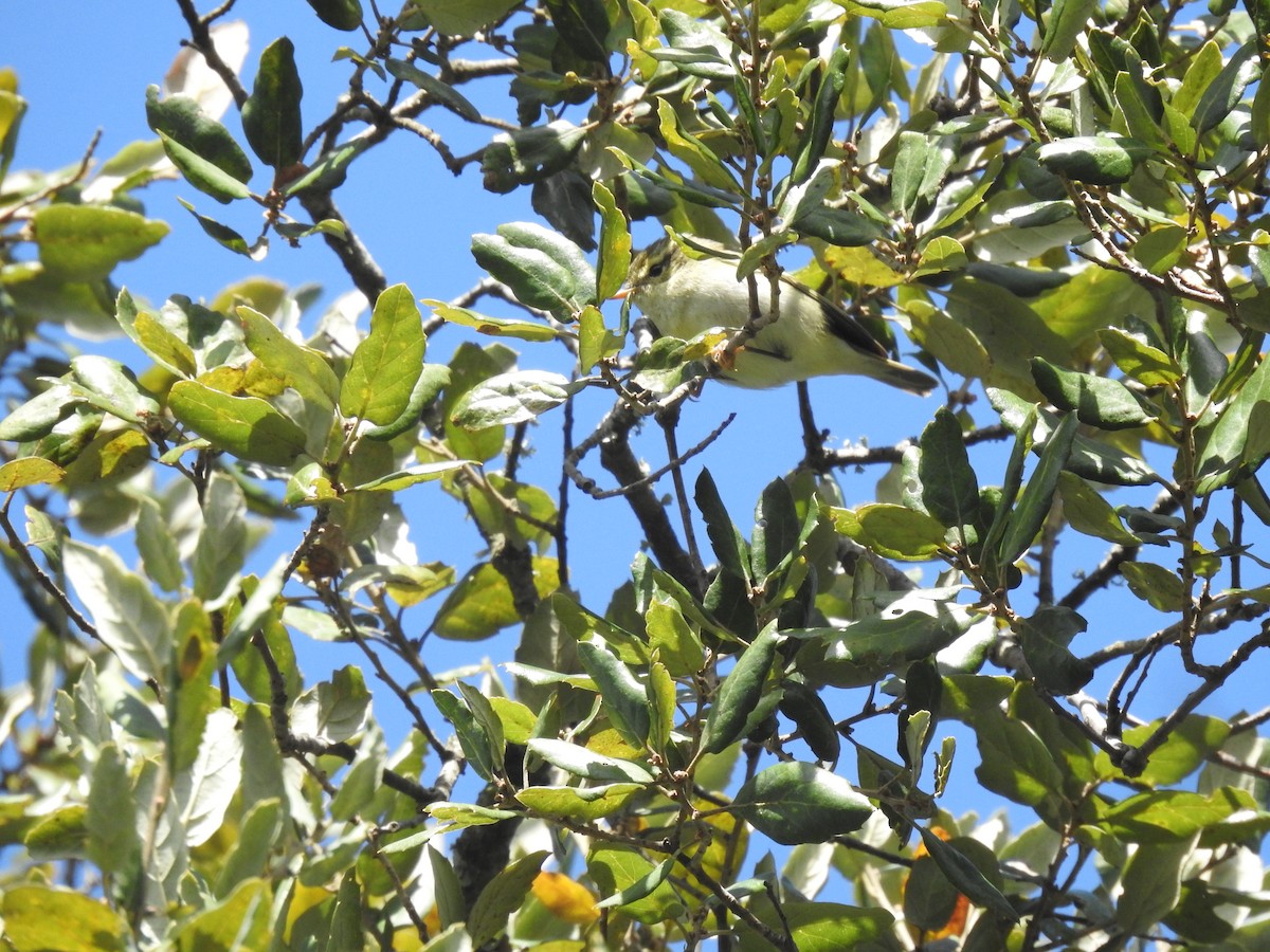 Yellow-browed Warbler - ML643221792