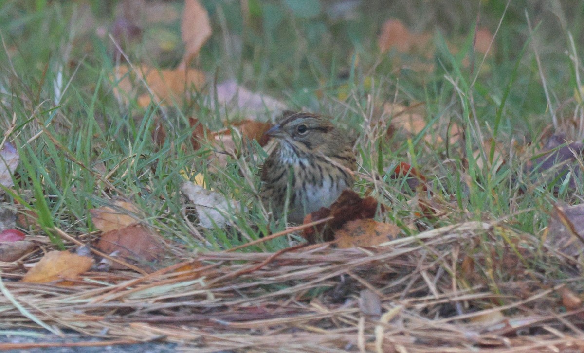 Lincoln's Sparrow - ML643221795