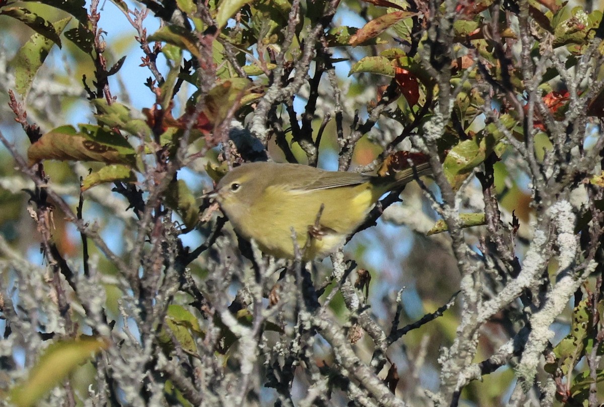 Orange-crowned Warbler - ML643221797