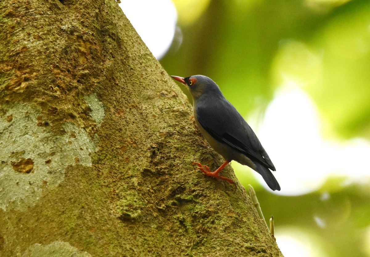 Velvet-fronted Nuthatch - ML643221800
