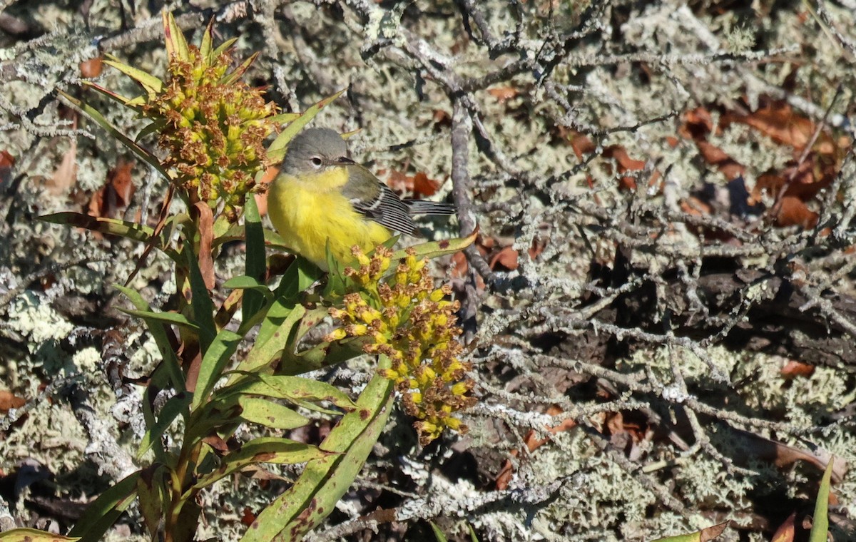 Magnolia Warbler - ML643221801