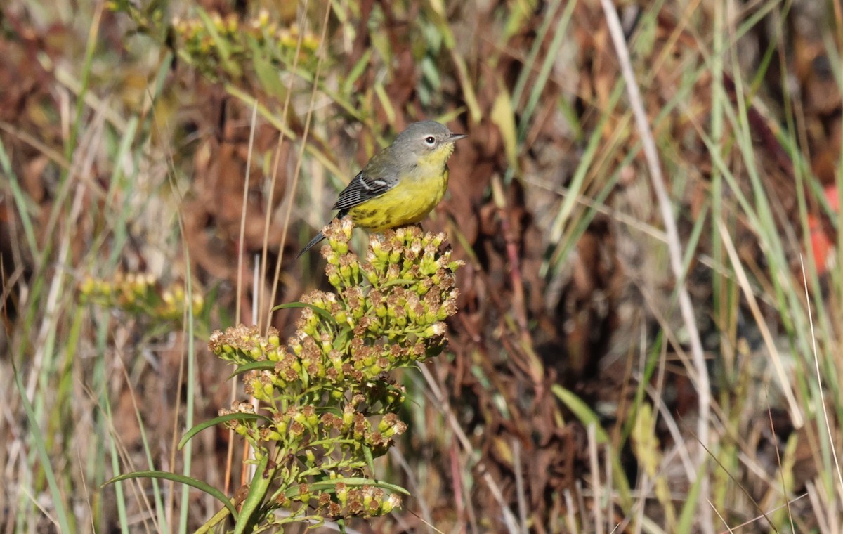 Magnolia Warbler - ML643221802