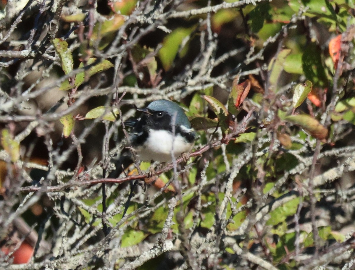 Black-throated Blue Warbler - ML643221806