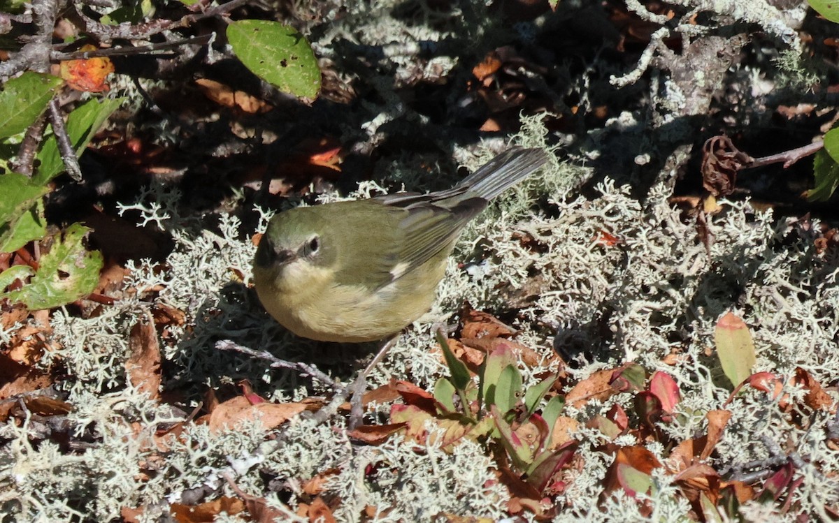 Black-throated Blue Warbler - ML643221807