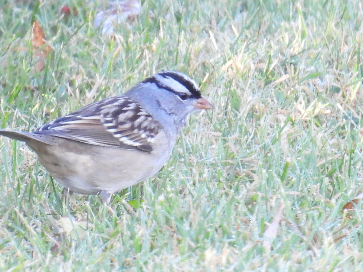 White-crowned Sparrow - ML643221808