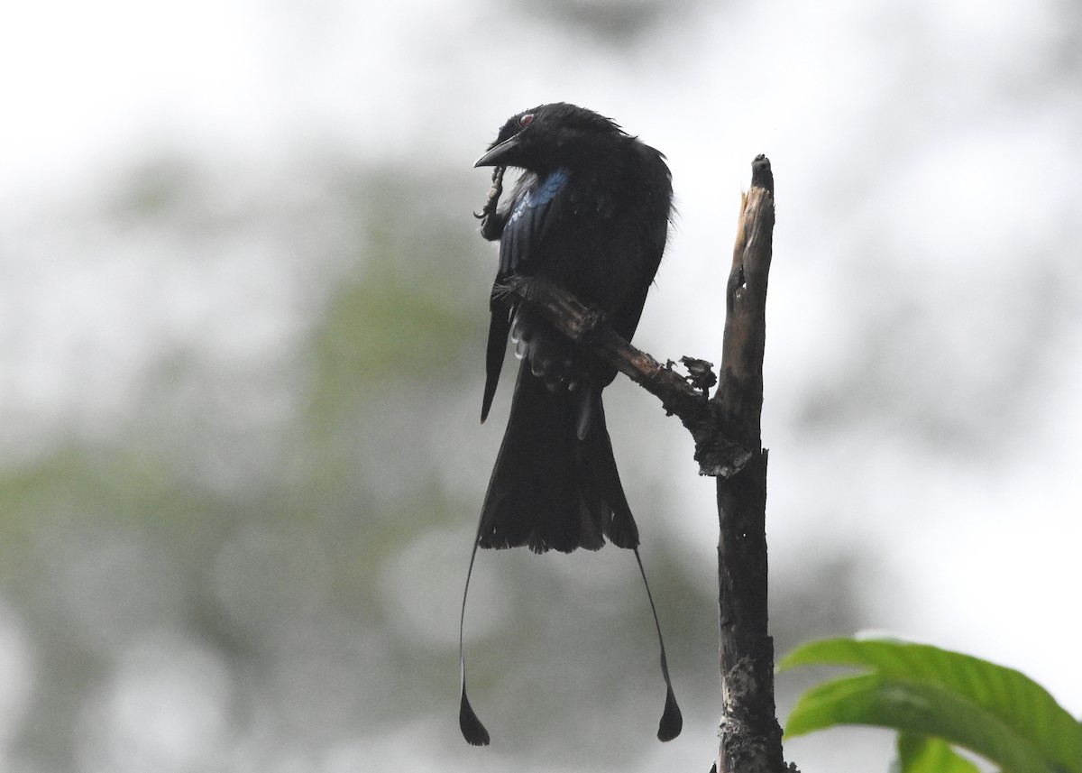Greater Racket-tailed Drongo - ML643221812