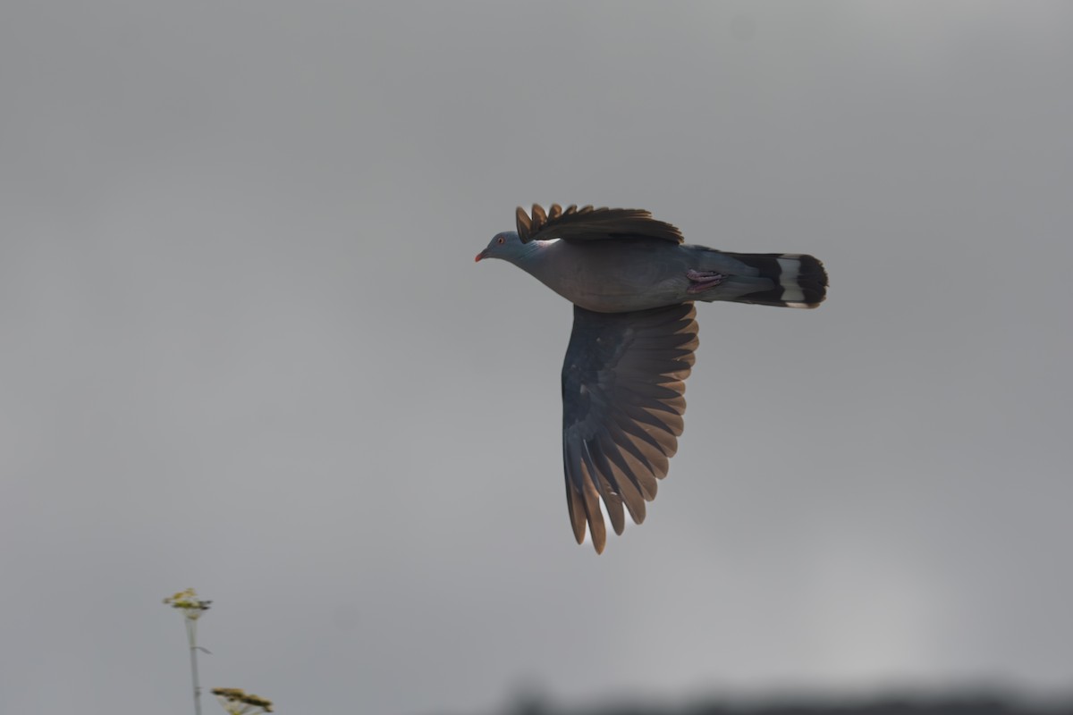 カナリーバト - ML643221813