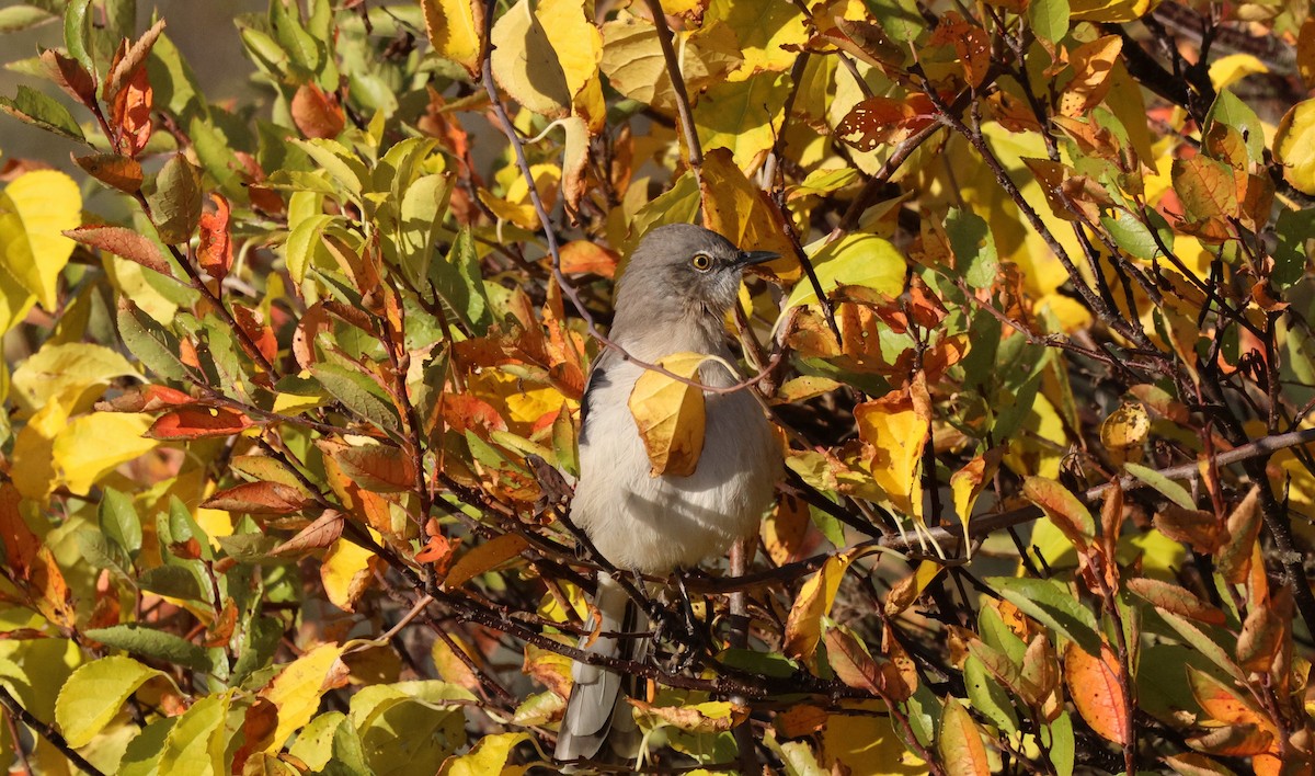 Northern Mockingbird - ML643221815