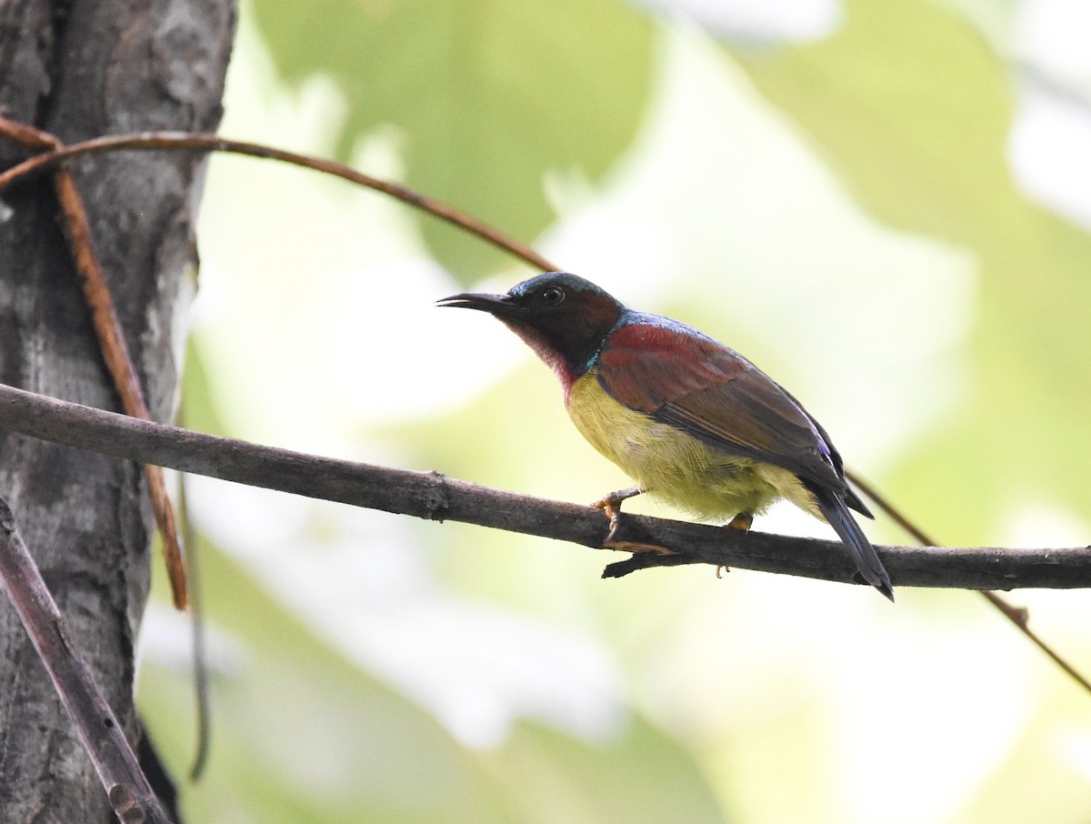 Red-throated Sunbird - ML643221825