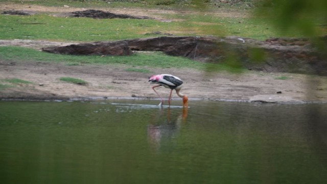 Painted Stork - ML643221841