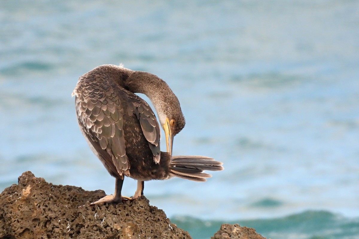 European Shag - ML643221843