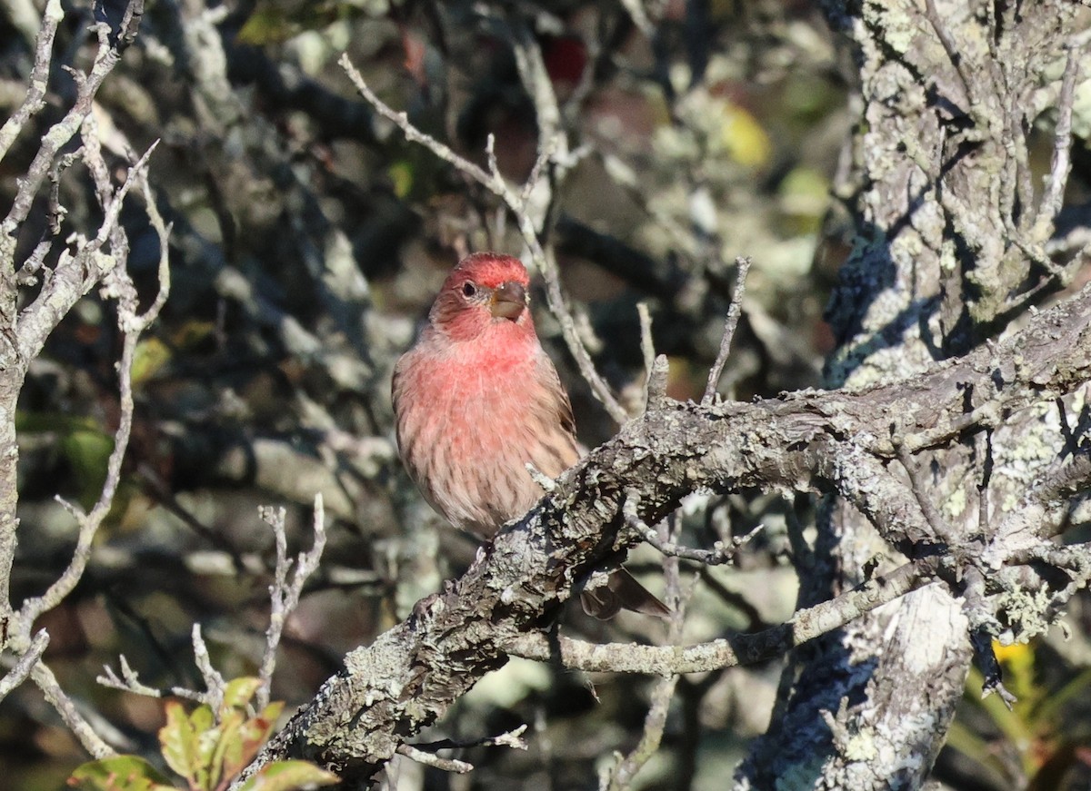 House Finch - ML643221851