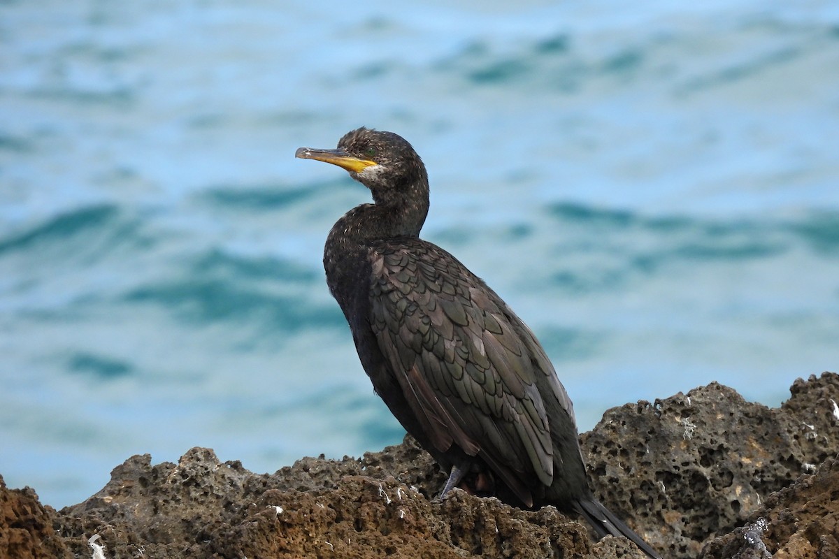 European Shag - ML643221852