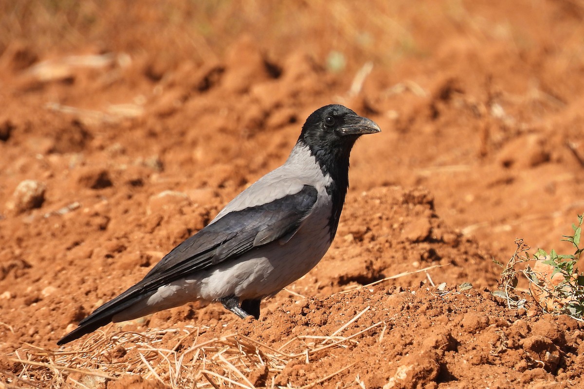 Hooded Crow - ML643221859