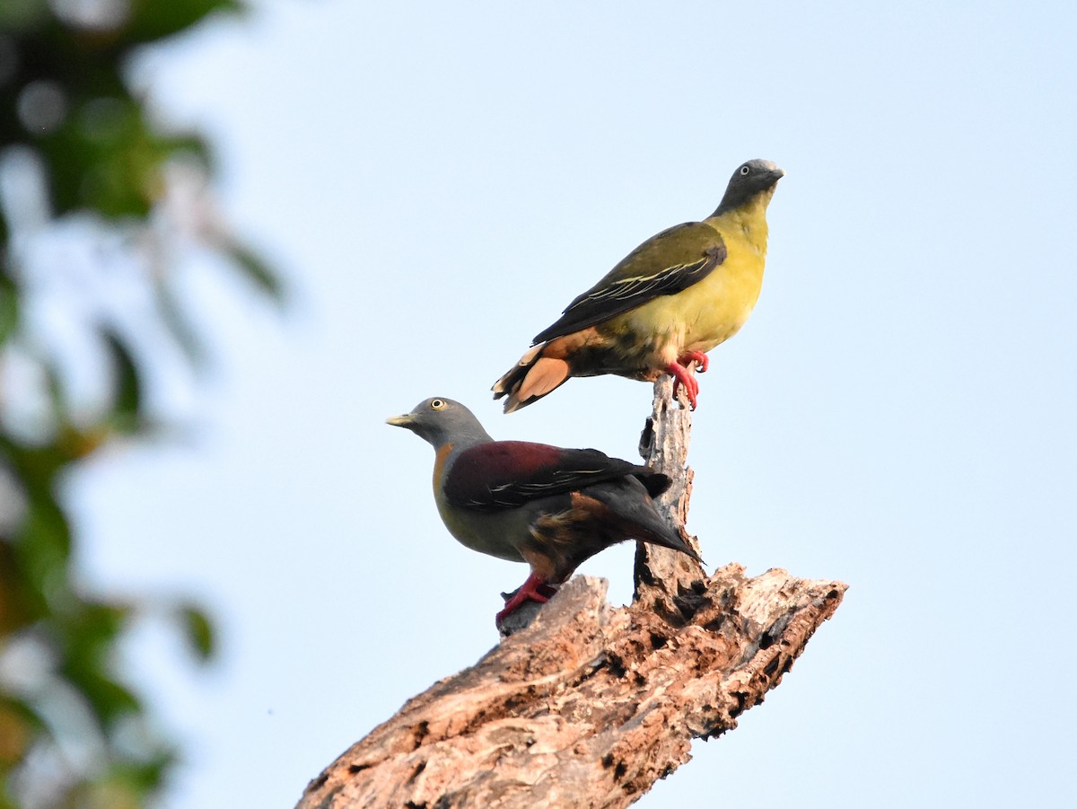 Little Green-Pigeon - ML643221862