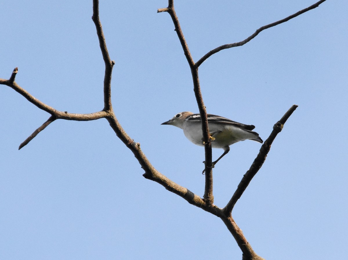 Chestnut-cheeked Starling - ML643221867