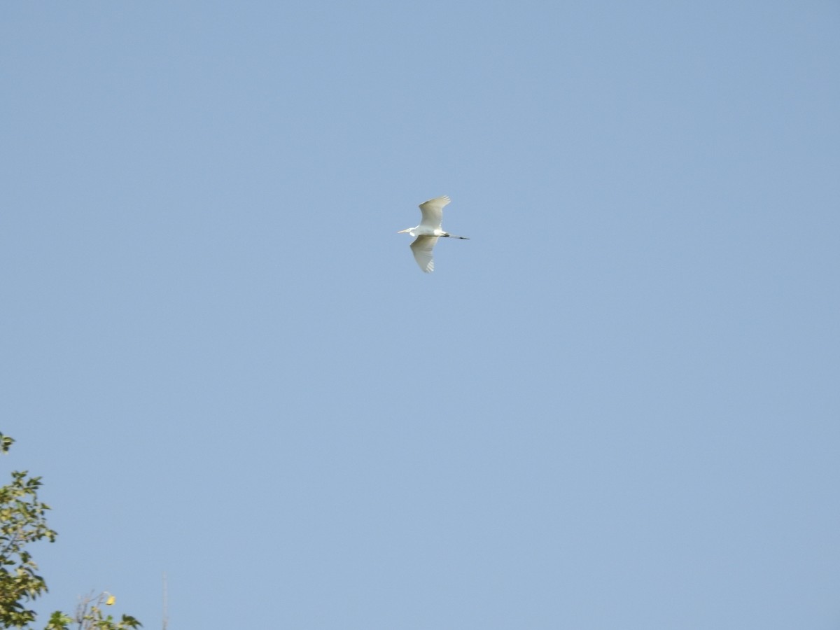 ダイサギ - ML643221868