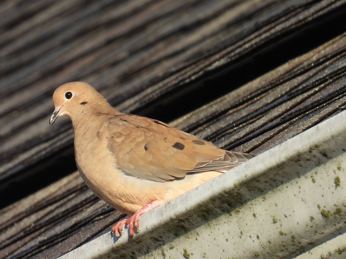 Mourning Dove - ML643221887