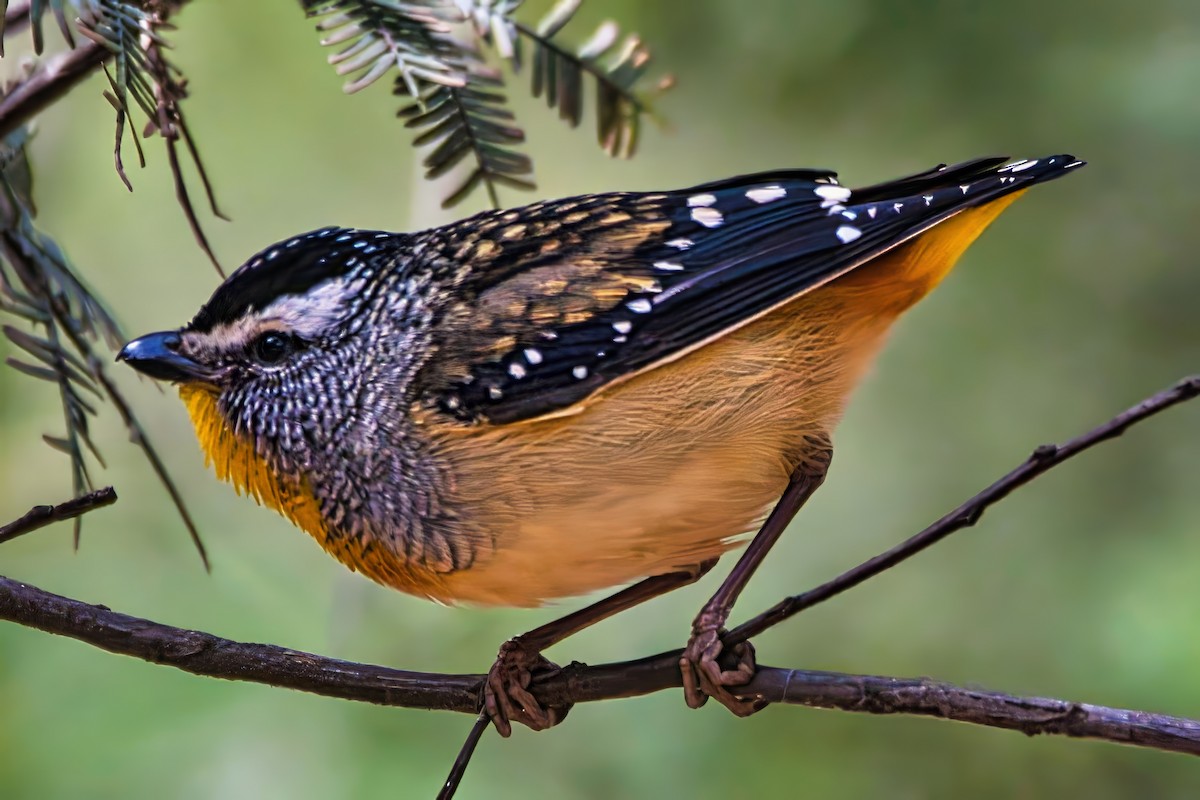 Fleckenpanthervogel (punctatus) - ML643221906