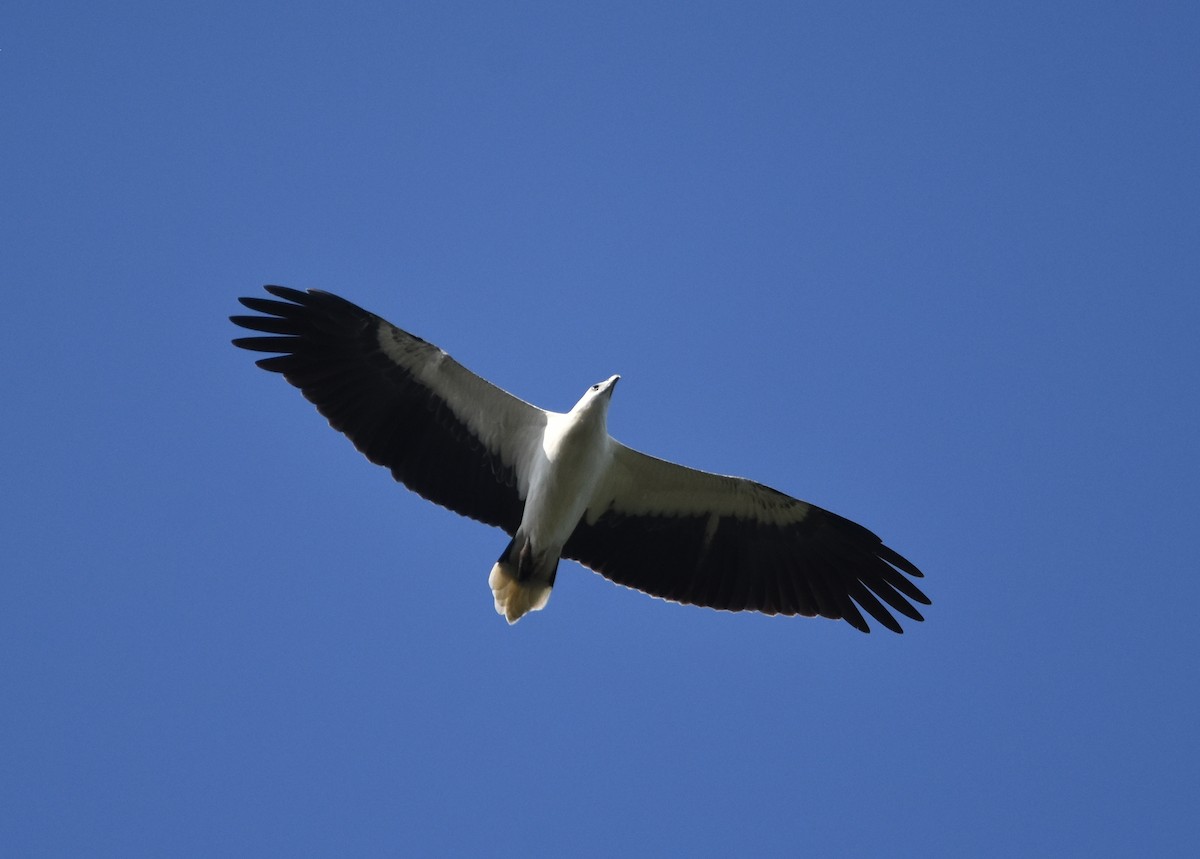 Weißbauch-Seeadler - ML643221907
