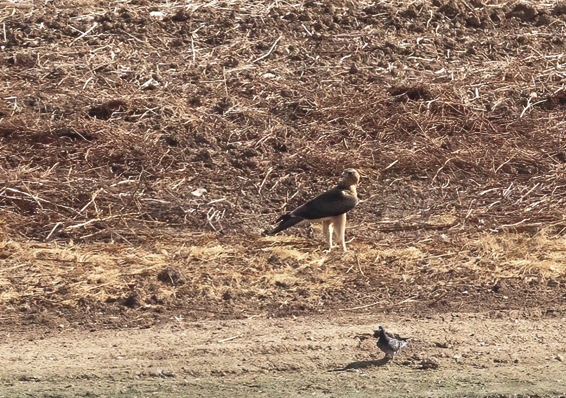Habichtsadler - ML643221915